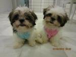 Luffy - Shih Tzu Dog