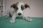 5 Adorable Male Pups - Mixed Breed Dog