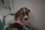 5 Adorable Male Pups - Mixed Breed Dog