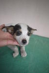 5 Adorable Male Pups - Mixed Breed Dog