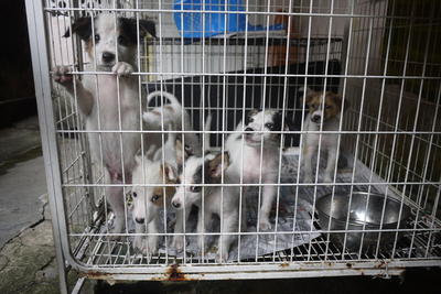 5 Adorable Male Pups - Mixed Breed Dog