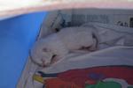 This white kitten has long tail, probably female, and has been booked for adoption.