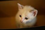 The white kitten at 1 month old, male