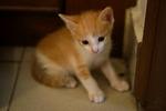 The orange kitten at 1 month old, a male kitten (adopted)