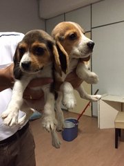 Beagle Tri Color - Beagle Dog