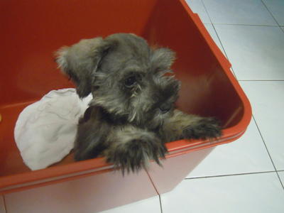 Mini Schnauzer - Schnauzer Dog