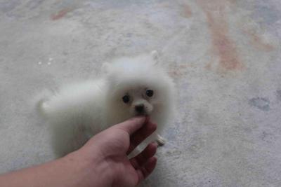 Snow White Pomeranian Puppy With Mk - Pomeranian Dog