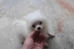 Snow White Pomeranian Puppy With Mk - Pomeranian Dog