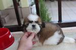 Show Quality Shih Tzu Puppy  - Shih Tzu Dog