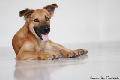 Raisin - Mixed Breed Dog