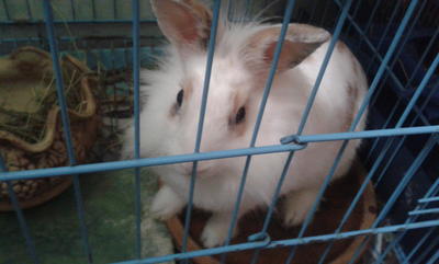 Bunny - Lionhead Rabbit