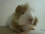 Hurley - Guinea Pig Small & Furry