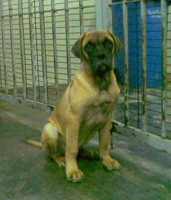 PF38958 - Bullmastiff Dog