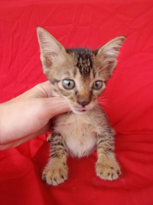 Brown Tabby Boy - Tabby + Domestic Short Hair Cat