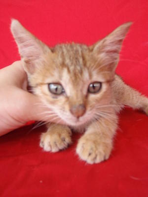 Golden Tabby Girl - Tabby + Domestic Short Hair Cat