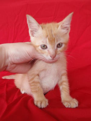 Orange Baby Boy - Domestic Short Hair Cat