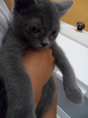 Einrico - British Shorthair + Domestic Short Hair Cat