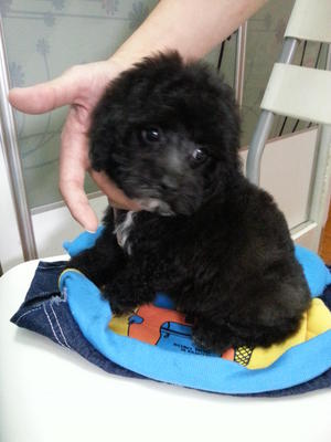 Silver Grey Tiny Toy Poodle Rm1000  - Poodle Dog