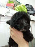 Silver Grey Tiny Toy Poodle Rm1000  - Poodle Dog