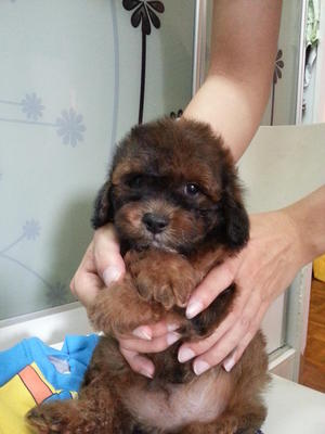 Cocoa Brown Tiny Toy Poodle Rm500 - Poodle Dog