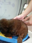 Cocoa Brown Tiny Toy Poodle Rm500 - Poodle Dog