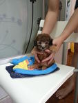 Cocoa Brown Tiny Toy Poodle Rm500 - Poodle Dog