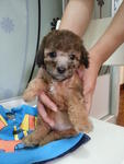 Cocoa Brown Tiny Toy Poodle Rm500 - Poodle Dog