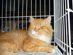 Simba - Domestic Long Hair Cat