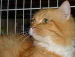 Simba - Domestic Long Hair Cat