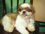 Nono - Shih Tzu Dog