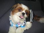 Nono - Shih Tzu Dog