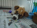 Holly - Terrier Mix Dog