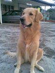 Bernard - Golden Retriever Dog