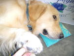 Bernard - Golden Retriever Dog