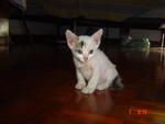 Almost White/johan - Domestic Short Hair Cat