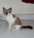 Cikenet - Domestic Short Hair Cat