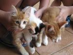 4 Kittens - Domestic Short Hair Cat