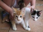 4 Kittens - Domestic Short Hair Cat