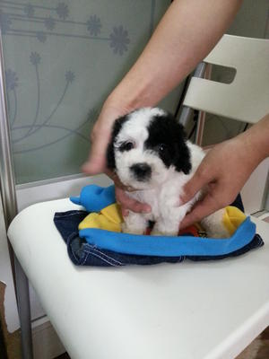 Rare White With Black Marking Tiny  - Poodle Dog