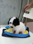 Rare White With Black Marking Tiny  - Poodle Dog