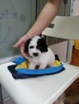 Rare White With Black Marking Tiny  - Poodle Dog