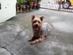 Bobo - Mixed Breed Dog