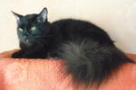 Coleen - Domestic Long Hair Cat