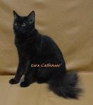 Coleen - Domestic Long Hair Cat