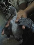 Cag - African Grey Bird