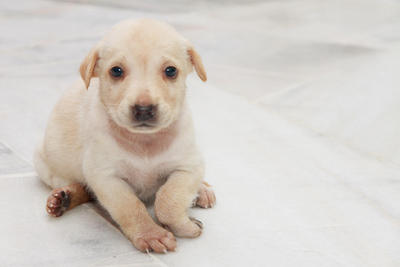 Pearly - Mixed Breed Dog