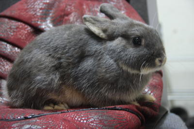 Blue Otter Nd - Netherland Dwarf Rabbit