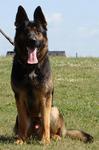 Maxx - German Shepherd Dog Dog