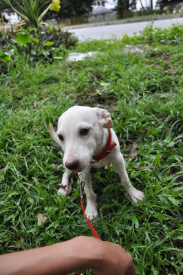 Candle - Mixed Breed Dog