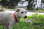 Candle - Mixed Breed Dog